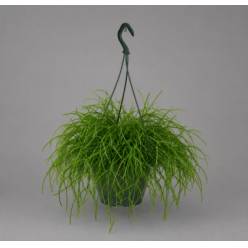 P. Cactus Rhipsalis Ov 17/35cm x6