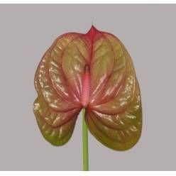 Anthurium Hol. Licosa �11  "CC16"