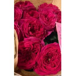 Rosa Hol. Pink Gardens 60cm Frs.