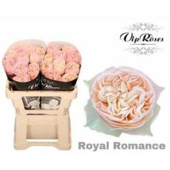 Rosa Hol. Royal Romance 50cm