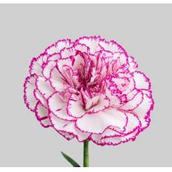 Clavel Col. Fancy Amatista