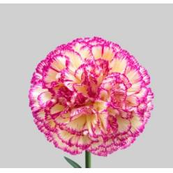 Clavel Col. Fancy Euphoria Bic.