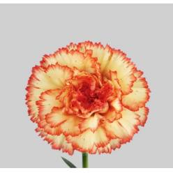 Clavel Col. Select Boiro Bic.