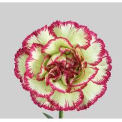 Clavel Col. Select Extravaganza Bic.