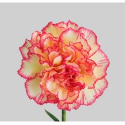 Clavel Col. Select Sprint