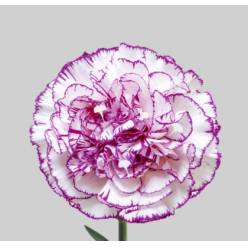 Clavel Col. Select Amatista Bic.