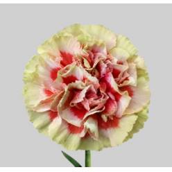 Clavel Col. Select Sequia