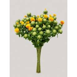 Carthamus Italia 80cm "T15"