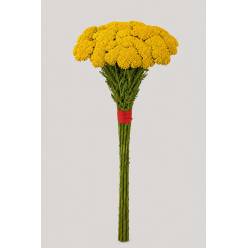 Achilea Italia Yellow 90cm "T30"