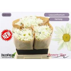 Leucanthemum Hol. S Harmony 60cm "T25"