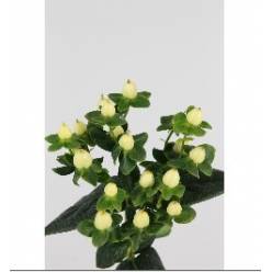 Hypericum Hol. White Prince 60cm
