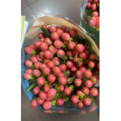 Hypericum Ecu. Monster Pink 60cm
