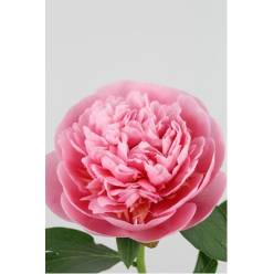 Peonia Hol. Etched Salmon 55cm "AAA"