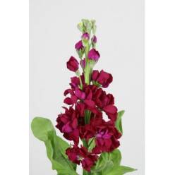 Aleli Hol. Centum Red 65cm "T10"