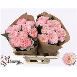 Rosa Hol. Tender Love 40cm Rs.