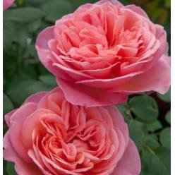 Rosa Ecu. Mademoiselle 70cm