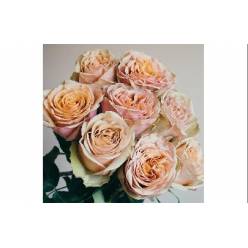 Rosa Ecu. Golden Mustard 50cm