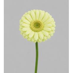 Gerbera Mini Hol. Green Tea "T20"