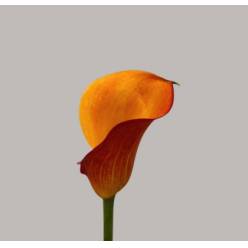 Calla Solero Art 40cm