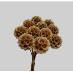 Scabiosa Stellata Estabilizada 40cm "T10"