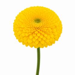 Gerbera Mini Hol. Gerponi Sunlight Am. "T30"