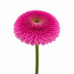 Gerbera Mini Hol. Gerponi Janou "T30"