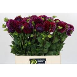 Dalia Hol. Ivannettil 40cm "CC60"