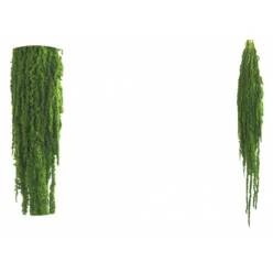 Amaranthus Preservado Verde Lima 40-70cm 150g