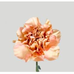 Clavel Hol. 55cm Saona