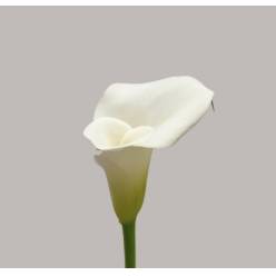 Calla White Art 70cm "Doble"