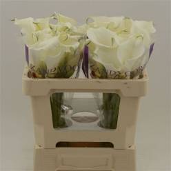 Calla White Art 40cm