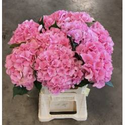 Hortensia Hol. Royal Love 60cm �18/20