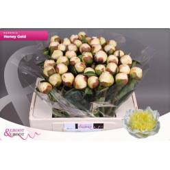 Peonia Hol. Honey Gold 55cm (7 Dias - 2�)