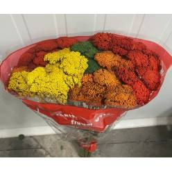 Achilea Italia Mixta 90cm "T50"