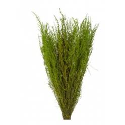 Stoebe Preservado 40cm