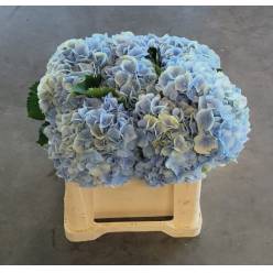 Hortensia Hol. Verena Azul 50cm �20/22