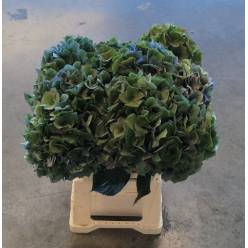 Hortensia Hol. Roy Crown Cl 60cm �18/20 Bic.
