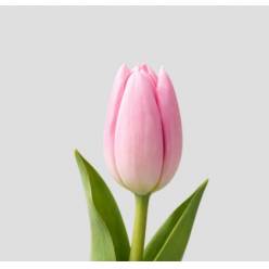 Tulipan Hol. Big Love 45cm Rs.