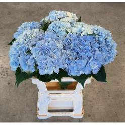 Hortensia Hol. Roy Sympho Bl. 60cm �18/20 Az.