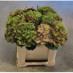 Hortensia Hol. Ov. Classic  50cm �18/20 Bic.