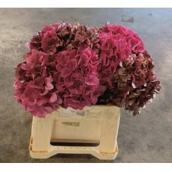 Hortensia Hol. Pink Ruby Classic 40cm �18/20