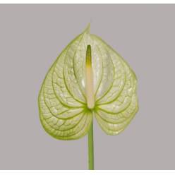 Anthurium Hol. Nervous Bicolor �13  "CC12"