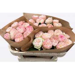 Rosa Hol. Springfie Park 60cm