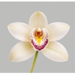 Cymbidium Cascade 80cm Bl. (7 Dias - 2�)