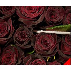 Rosa Ecu. Black Baccara 60cm (7 Dias - 2�)