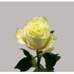 Rosa Hol. Ov Blanca 60cm (7 Dias - 2�)