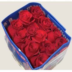Rosa Col. Freedom 70cm "MAT" (7 Dias - 2�)