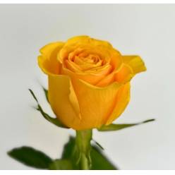 Rosa Col. Brighton 60cm Am. (7 Dias - 2�)