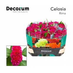 Celosia Cresta Act Rima 70cm Rs. (7 Dias - 2�)