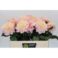 Dalia Hol. Diana�s Memory 50cm "CC30" (7 Dias - 2�)
